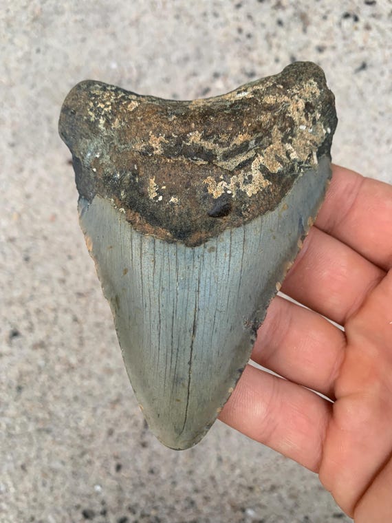 Megalodon Tooth - 4.65 inches