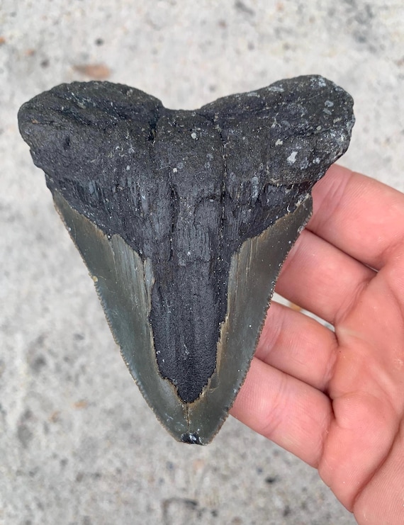 Megalodon Tooth - 4.47 inches