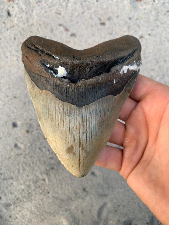 5.17 inch Megalodon Shark Tooth Fossil – Authentic No Repair Meg Teeth