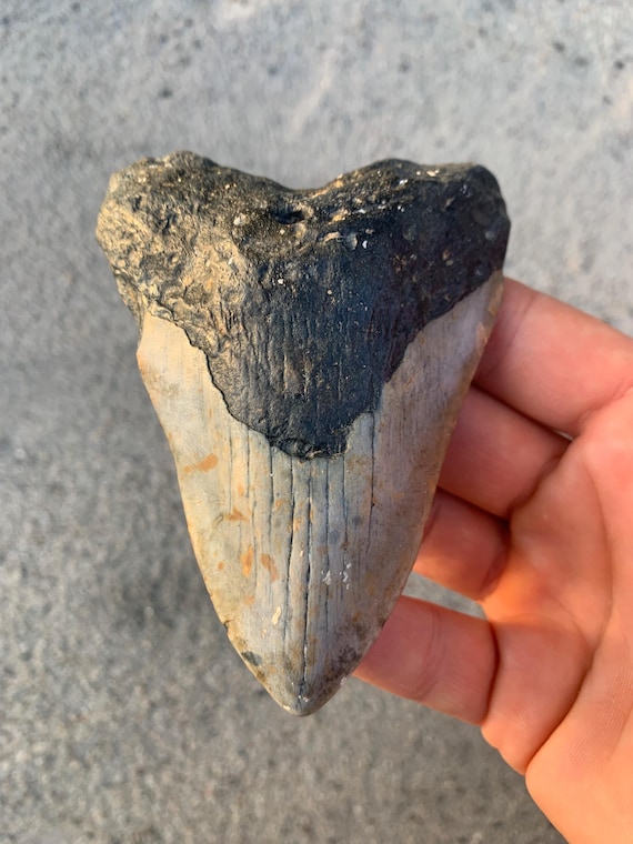 Megalodon Tooth - 4.36 inches