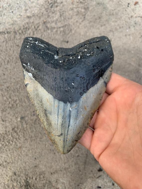 5.29 inch Megalodon Shark Tooth Fossil – Authentic, No Repair Meg Teeth