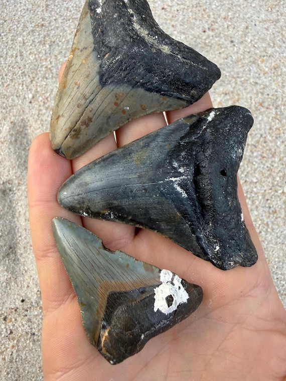 3 Megalodon Shark Tooth Fossil Set – Meg Teeth Bundle