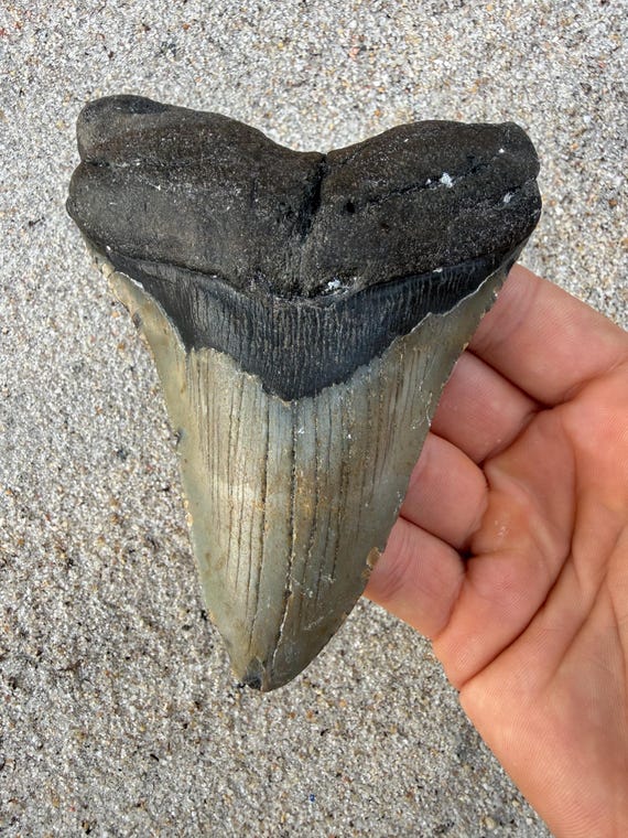 4.92 inch Megalodon Shark Tooth Fossil – Authentic No Repair Meg Teeth
