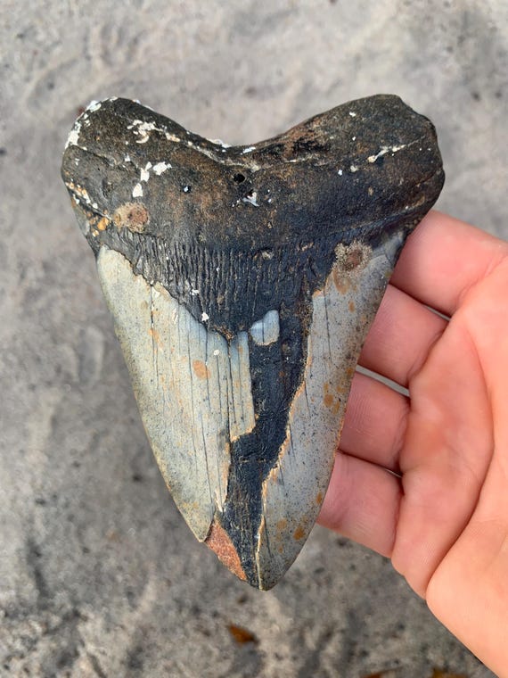 5.16 inch Megalodon Shark Tooth Fossil – Authentic, No Repair Meg Tooth