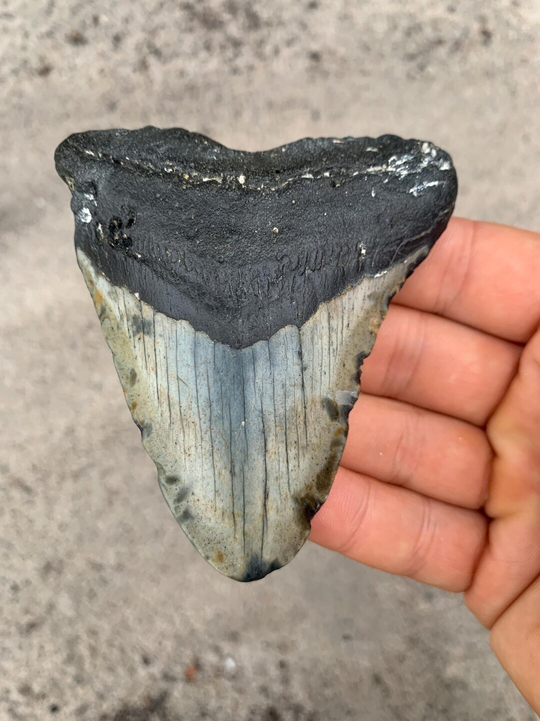 7 Inch Meg Megalodon Tooth - 3.76 Inches. Real Fossil Megalodon Shark Tooth ...