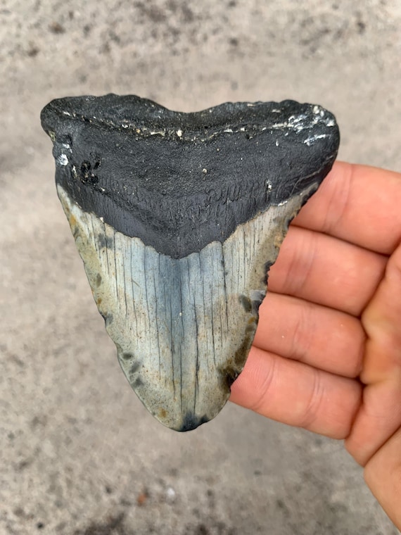 Megalodon Tooth - 3.76 inches