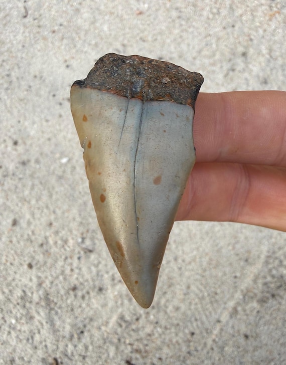 2.38 inch C. Hastalis White Shark Fossil Tooth - Miocene Era