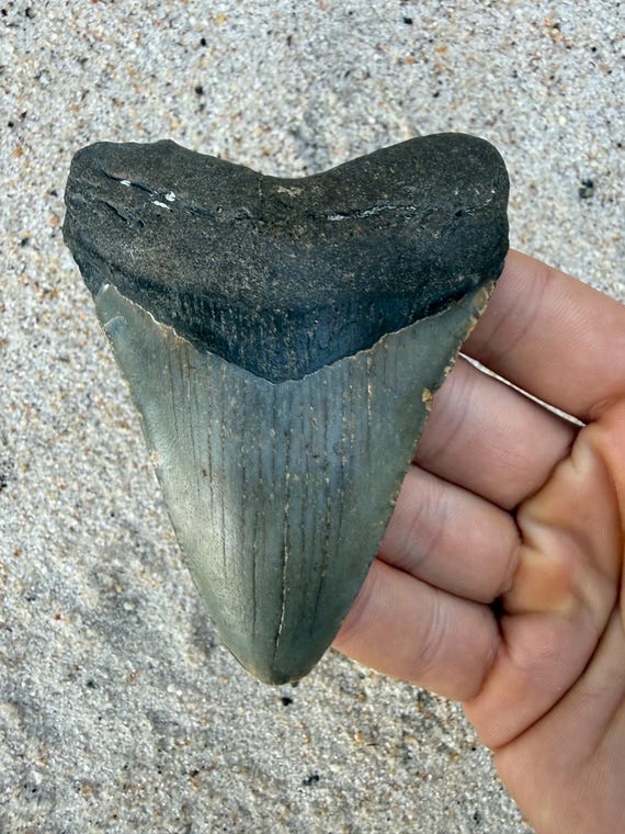 3.89 inch Megalodon Shark Tooth Fossil – Authentic, No Repair Meg Teeth