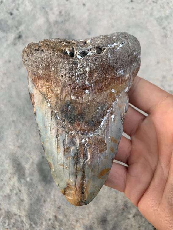 5.19" Authentic Megalodon Shark Tooth Fossil