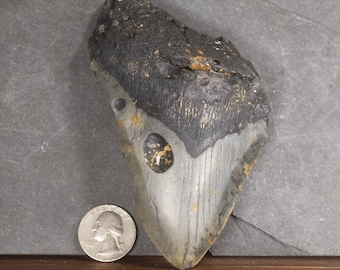 Megalodon Tooth - 4.88 inches. Real Fossil Megalodon Shark Tooth, Authentic Shark Tooth Fossil, Huge Megalodon Tooth, Meg Teeth