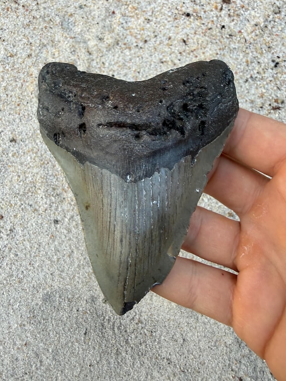 4.53 inch Megalodon Shark Tooth Fossil – Authentic, No Repair Meg Teeth