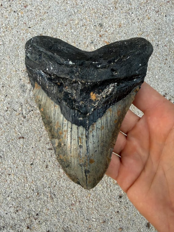 5.48 inch Megalodon Shark Tooth Fossil – Authentic, No Repair Meg Teeth