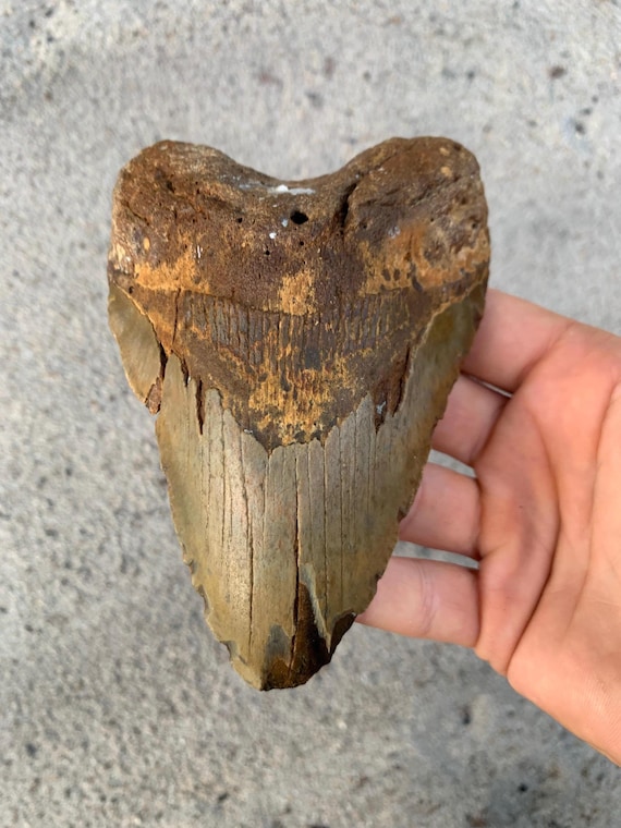 5.38 inch Megalodon Shark Tooth Fossil – Authentic No Repair Meg Teeth
