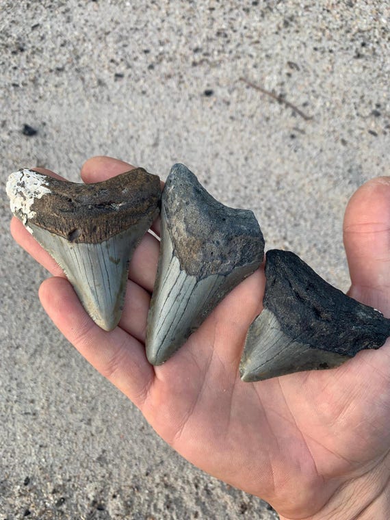 3 Megalodon Shark Teeth