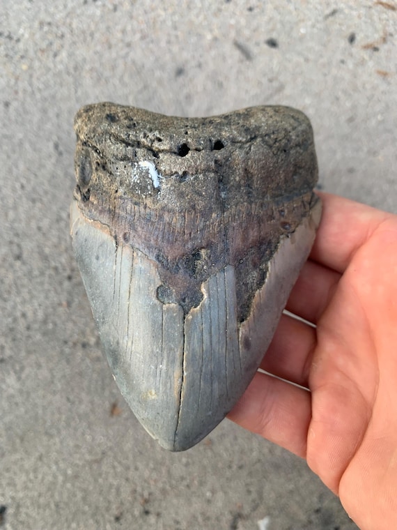 4.76 inch Megalodon Shark Tooth Fossil – Authentic, No Repair Meg Teeth