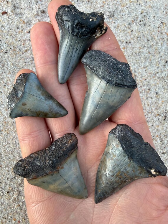 5 White Shark Fossil Teeth (C. Hastalis)  - Great for Necklaces