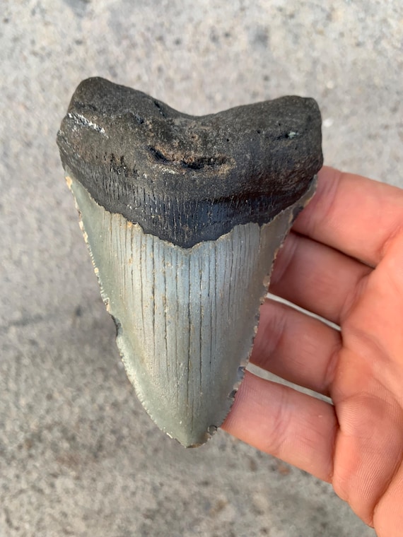 4.34 inch Megalodon Shark Tooth Fossil – Authentic, No Repair Meg Teeth