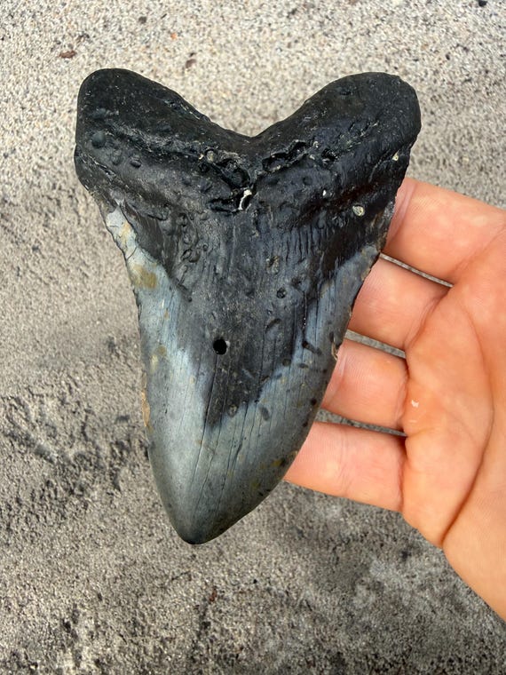 5.23 inch Megalodon Shark Tooth Fossil – Authentic No Repair Meg Teeth