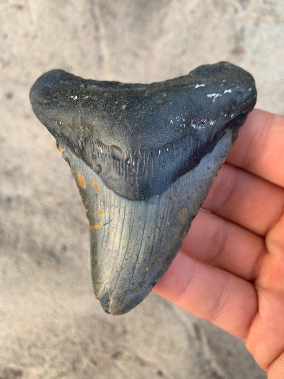 Megalodon Tooth - 3.72 inches