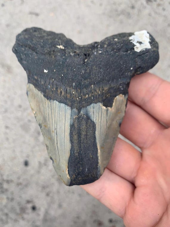 Megalodon Tooth - 4.31 inches