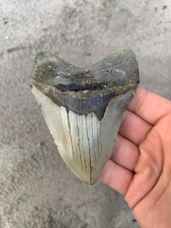 4.42 inch Megalodon Shark Tooth, Authentic, No Repair Meg Teeth Fossils