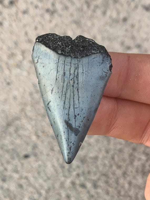 C. Hastalis Fossil White Shark Tooth - 1.95 Inches