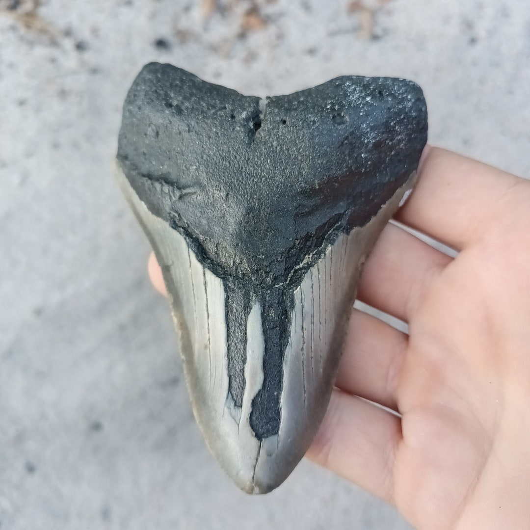 Megalodon Tooth - 4.59 Inches. Real Fossil Megalodon Shark Tooth ...