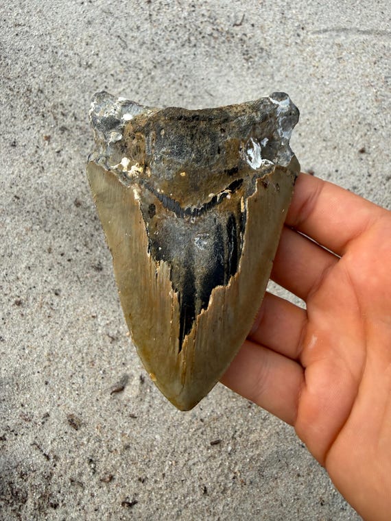 4.68 inch Megalodon Shark Tooth Fossil – Authentic, No Repair Meg Teeth