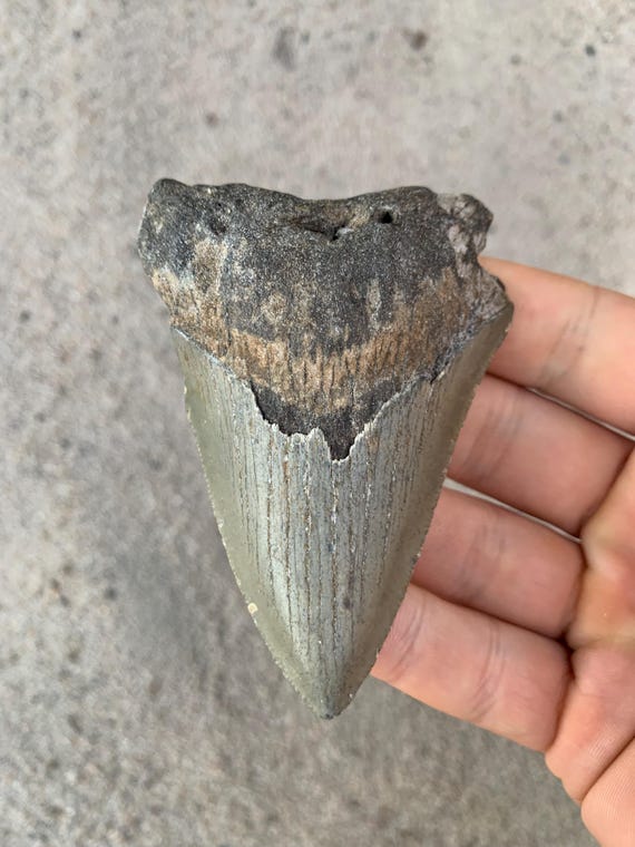 3.65" Megalodon Tooth