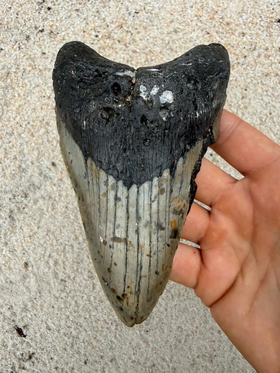 5.79 inch Megalodon Shark Tooth Fossil –Lower Jaw  Authentic, No Repair Meg Teeth