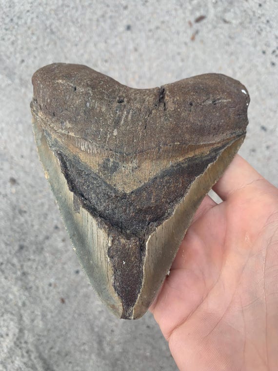 5.67 inch Megalodon Shark Tooth Fossil – Authentic, No Repair Meg Teeth