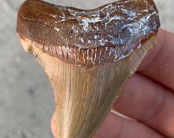 Rare Orange Megalodon Ancestor, Chubutensis Tooth - 2.34 inches. Real Fossil Shark Tooth, Authentic Shark Tooth Fossil, Meg Teeth, Serrated