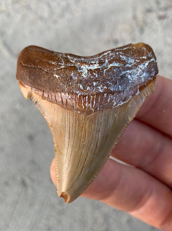 Rare Orange Megalodon Ancestor, Chubutensis Tooth - 2.34 inches