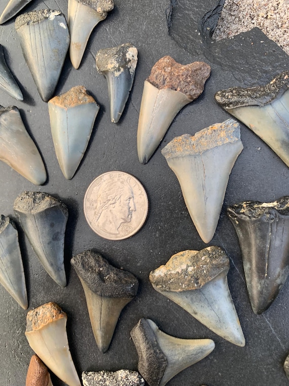 25 C. Hastalis Fossil Shark Teeth - Great for Necklaces and Crafts