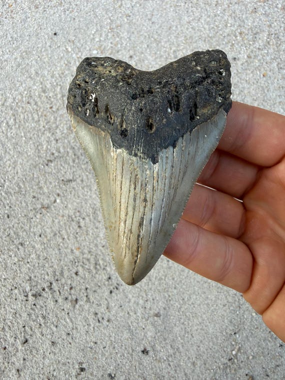 3.91 inch Megalodon Shark Tooth Fossil – Authentic, No Repair Meg Teeth