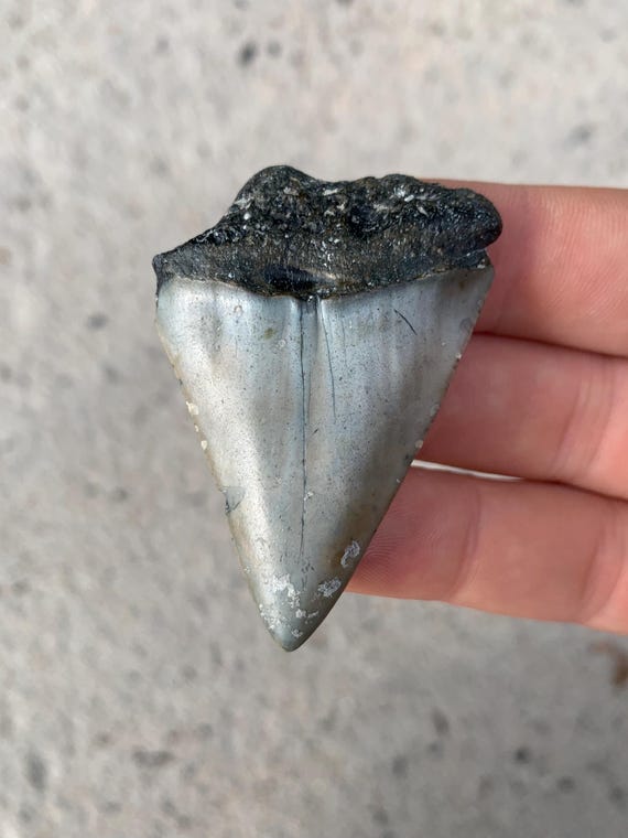 C. Hastalis Mako Fossil Shark Tooth - 2.24 Inches