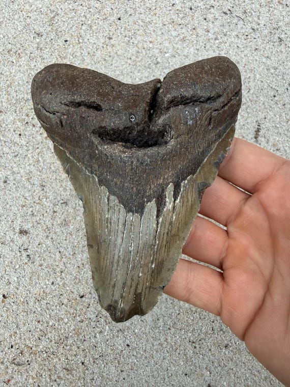 5.24 inch Megalodon Shark Tooth Fossil – Authentic, No Repair Meg Teeth