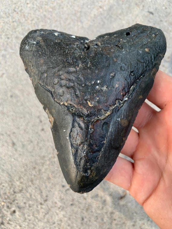 Megalodon Tooth - 5.13 inches
