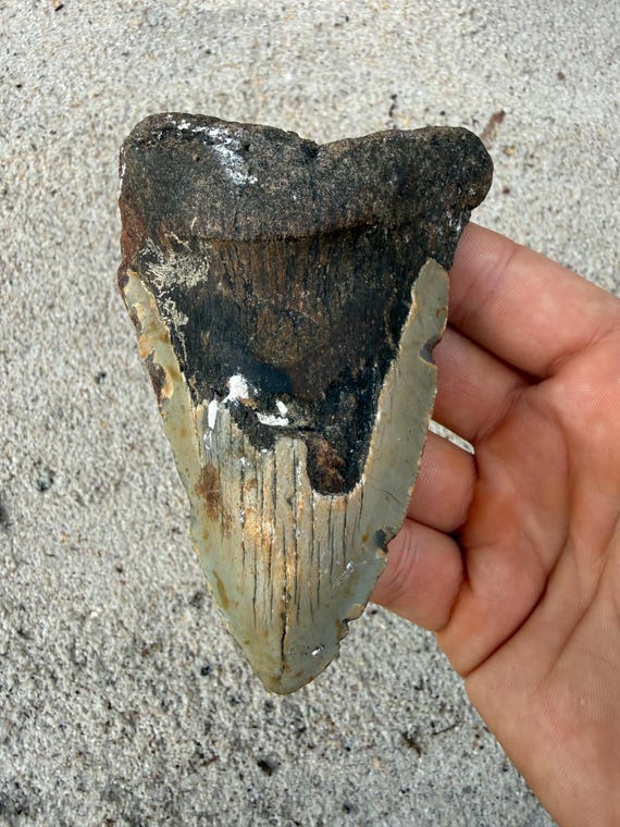 4.49 inch Megalodon Shark Tooth Fossil – Authentic, No Repair Meg Teeth