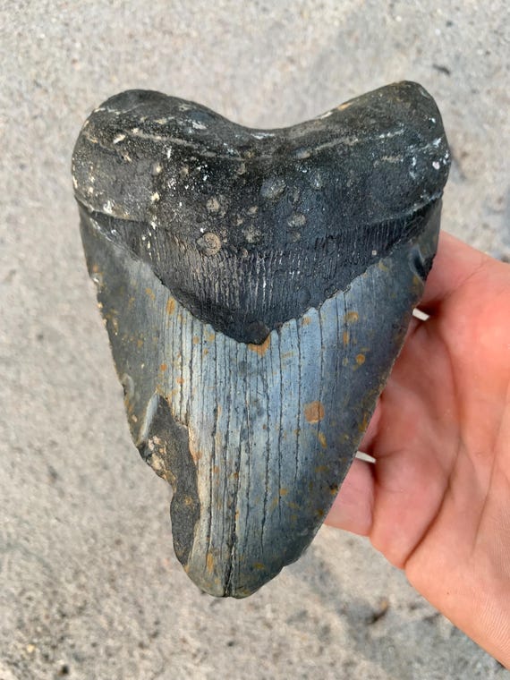 Megalodon Tooth - 5.67 inches Giant Real Fossil Megalodon Shark Tooth