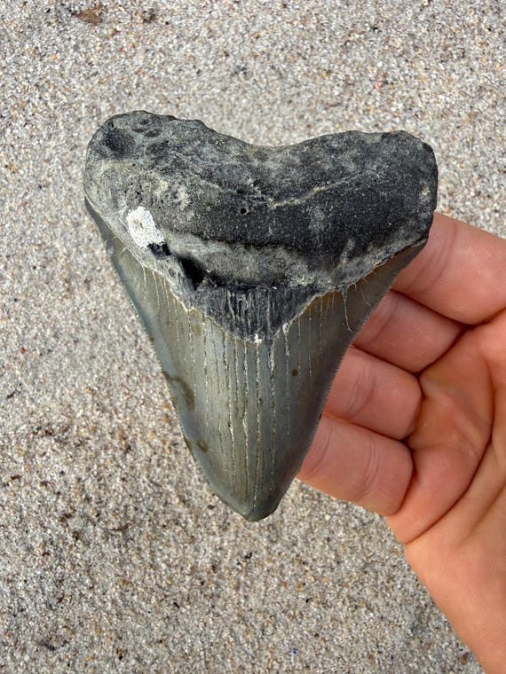 3.75 inch Megalodon Shark Tooth Fossil – Authentic No Repair Meg Teeth