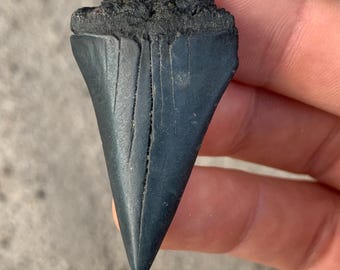 C. Hastalis Mako Shark Tooth Fossil - 1.95 Inches