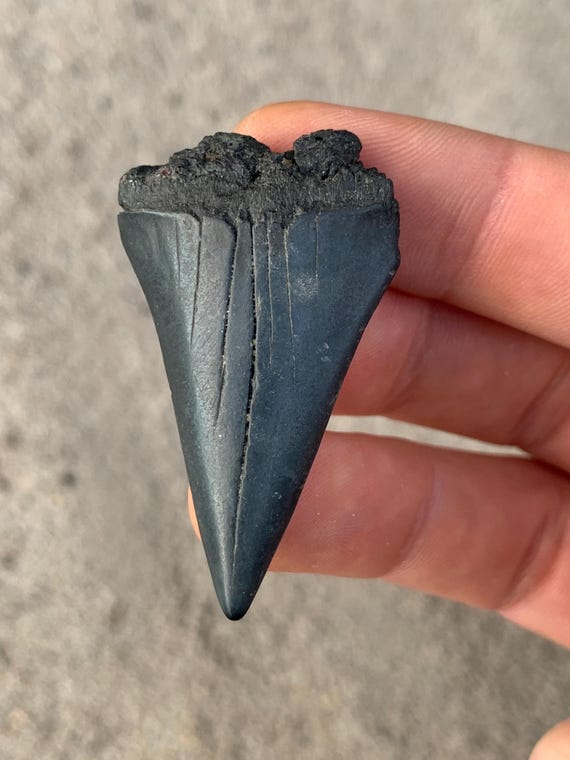 C. Hastalis Mako Shark Tooth Fossil - 1.95 Inches