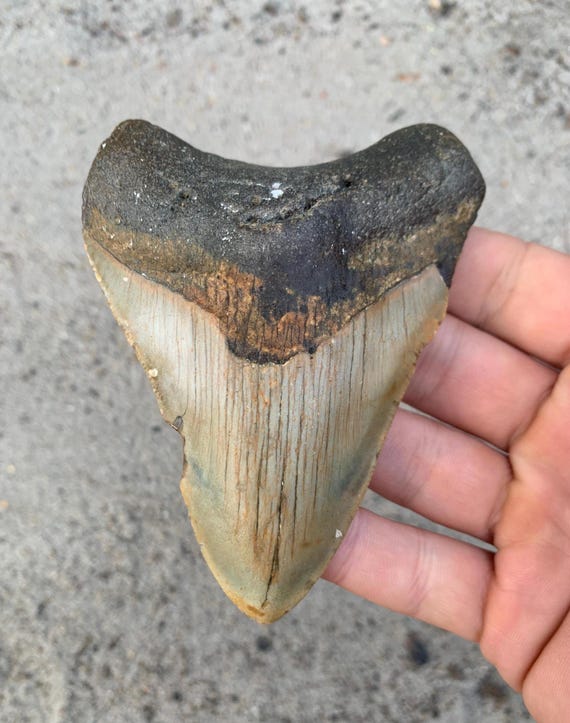 4.3 inch Megalodon Shark Tooth Fossil – Authentic, No Repair Meg Teeth