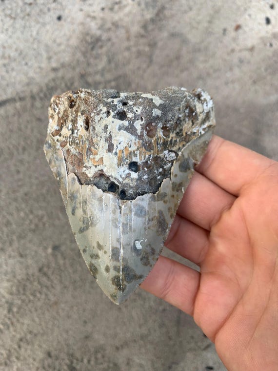 4.27 inch Megalodon Shark Tooth, Authentic, No Repair Meg Teeth Fossils