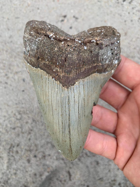 4.88 inch Megalodon Shark Tooth Fossil – Authentic, No Repair Meg Teeth