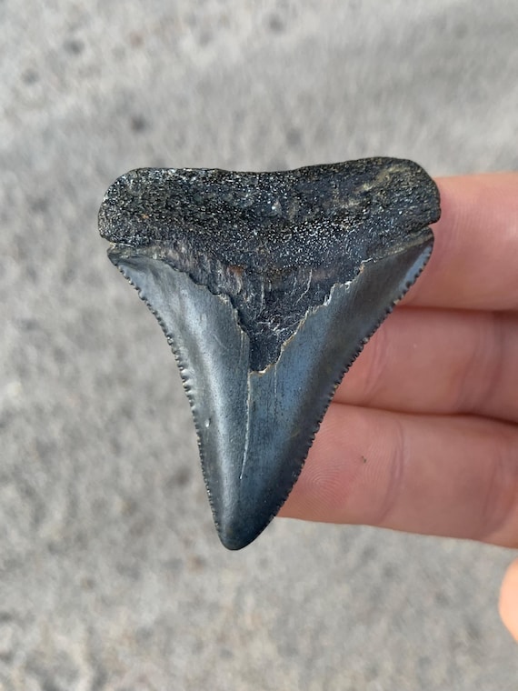 Great White Fossil Shark Tooth - 2.13 Inches
