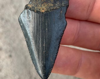 Great White Fossil Shark Tooth - 1.83 Inches, Huge fossilized great white shark tooth. Real Fossil Shark Tooth, Shark Teeth Fossils