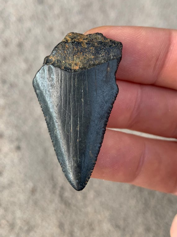 Great White Fossil Shark Tooth - 1.83 Inches