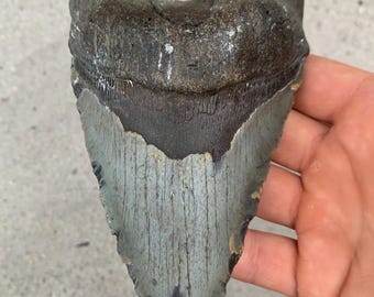 5.70 inch Megalodon Shark Tooth Fossil, Lower Tooth – Authentic No Repair Meg Teeth